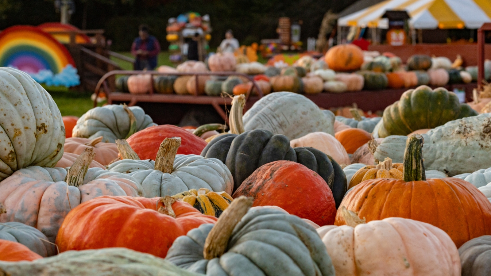 Pumpkins varieties on table