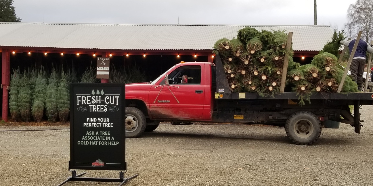 Fresh Cut Trees on a Farm Truck in the Barnyard