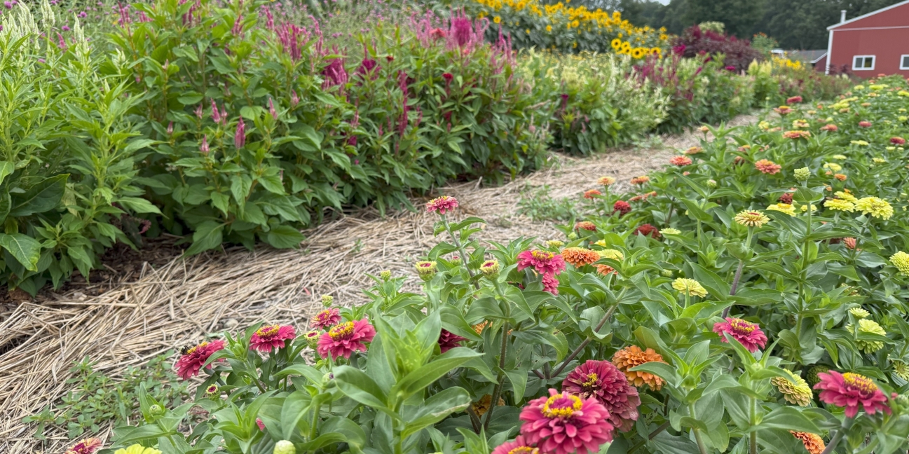 Flower garden at the Harvest Kitchen