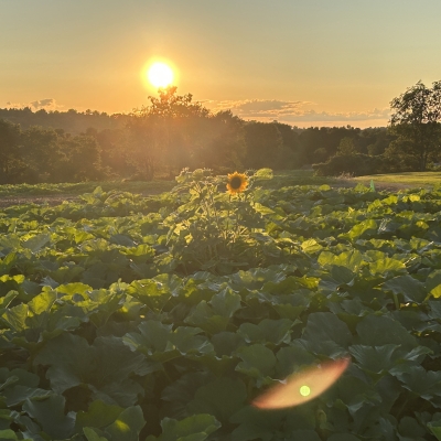 fall pumpkins in the field at sunset