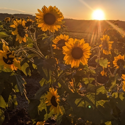 Sunflowers at sunset