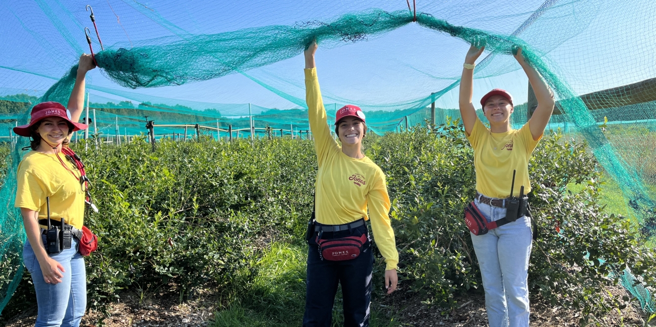 Staff in Blueberry Field