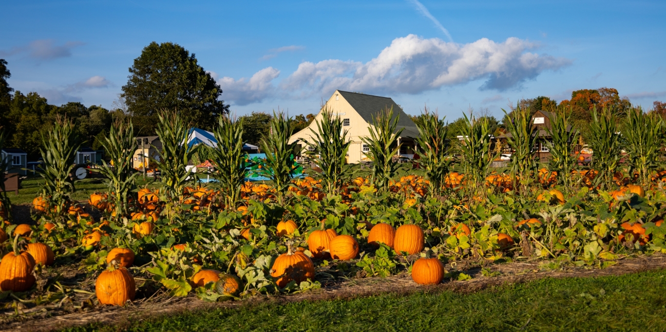 pumpkin field