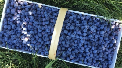 Box full of blueberries in the grass