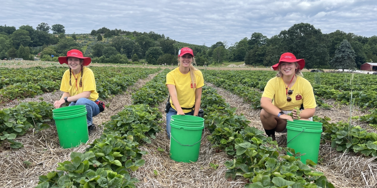 crew weeding strawberries