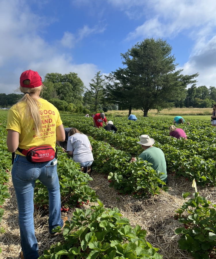 Staff in summer field during strawberry picking