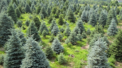 Tree Field in the spring