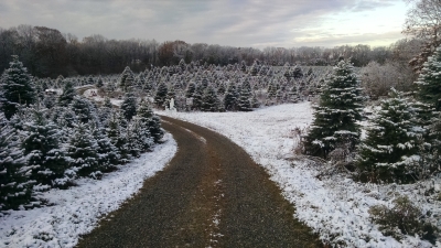 Farm road through the Christmas trees in the snow